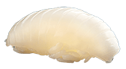 Calamar
