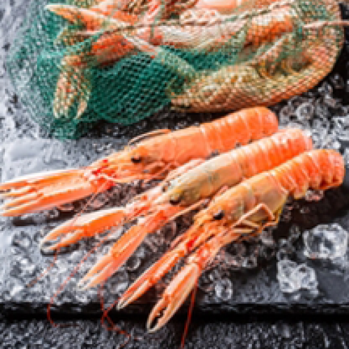 Langoustines x4