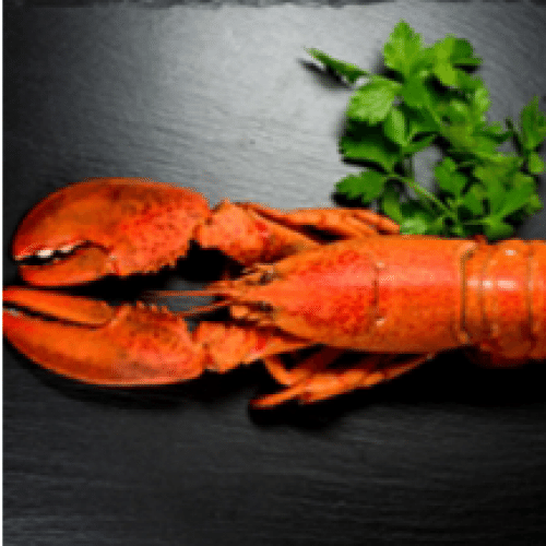 Homard Canadien (1/2)