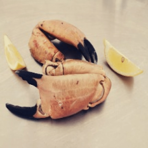 Pinces de Crabe XXL ( Très grosses)