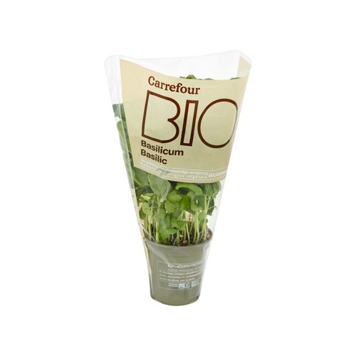 Filière Qualité Carrefour Bio Basilic en pot