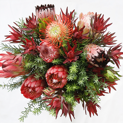 Protea .... &Co