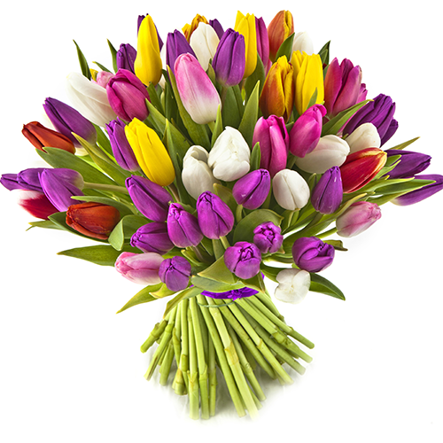 Tulipe variées