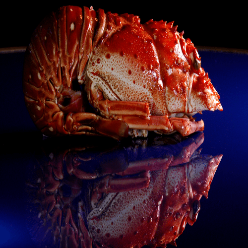 Langouste cuite